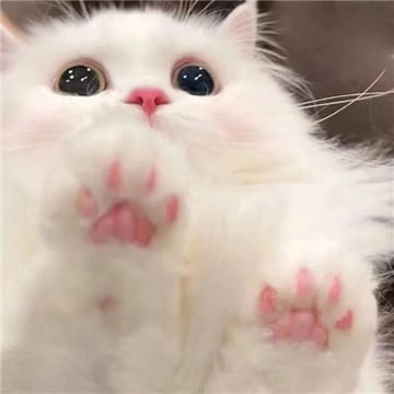 Ảnh đại diện người dùng Phạm Quỳnh Anh